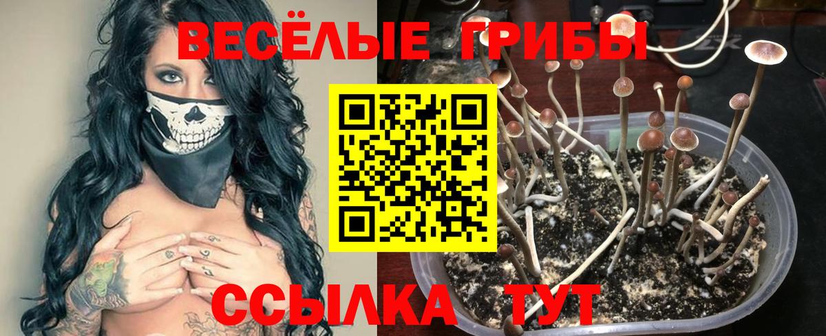 Гудермес  Галлюциногенные грибы Cubensis  Вход с VPN 